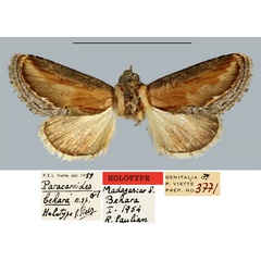 /filer/webapps/moths/media/images/B/behara_Paracaroides_HT_MNHN.jpg