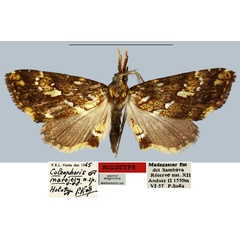/filer/webapps/moths/media/images/M/marojejy_Coelophoris_HT_MNHN.jpg