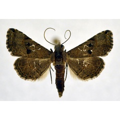 /filer/webapps/moths/media/images/M/moestalis_Rhesala_AM_NHMO.jpg