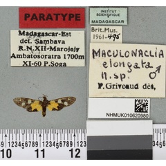 /filer/webapps/moths/media/images/E/elongata_Maculonaclia_PTM_BMNHa.jpg