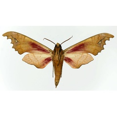 /filer/webapps/moths/media/images/G/goodii_Phylloxiphia_AM_Basquin_01b.jpg