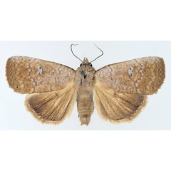 /filer/webapps/moths/media/images/P/poliotis_Exophyla_AM_TMSA_01.jpg