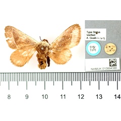 /filer/webapps/moths/media/images/C/canescens_Somara_ST_BMNH.jpg