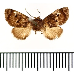/filer/webapps/moths/media/images/N/nigrisignata_Stroteroides_AF_BMNH.jpg