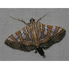 /filer/webapps/moths/media/images/C/chrysialis_Glyphodes_A_Jorpeland.jpg