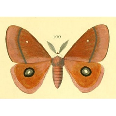 /filer/webapps/moths/media/images/P/pygmaea_Rohaniella_HT_Maassen.jpg