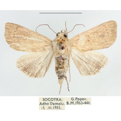 /filer/webapps/moths/media/images/D/diopis_Mythimna_AF_BMNH.jpg