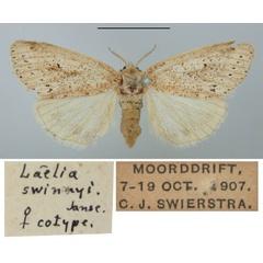 /filer/webapps/moths/media/images/S/swinnyi_Laelia_PTF_TMSA.jpg