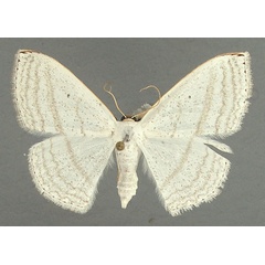 /filer/webapps/moths/media/images/S/sedata_Somatina_AF_TMSA.jpg