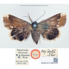 /filer/webapps/moths/media/images/A/apicata_Eublemma_HT_BMNH.jpg