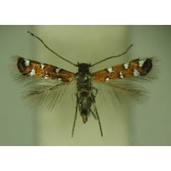 /filer/webapps/moths/media/images/G/gautengi_Porphyrosela_PT_TMSA_01.jpg