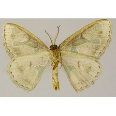 /filer/webapps/moths/media/images/V/viridicrossa_Archichlora_HT_ZSMb.jpg