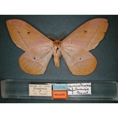 /filer/webapps/moths/media/images/K/kafubuensis_Nudaurelia_HT_RMCA_02.jpg