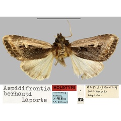 /filer/webapps/moths/media/images/B/berhauti_Aspidifrontia_HT_MNHN.jpg