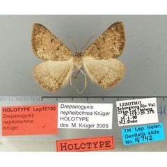 /filer/webapps/moths/media/images/N/nephelochroa_Drepanogynis_HT_TMSA.jpg