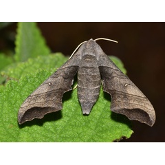 /filer/webapps/moths/media/images/G/grayii_Polyptychoides_AF_Schmit.jpg