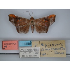/filer/webapps/moths/media/images/S/semicaecata_Episparis_HT_RMCA_01.jpg