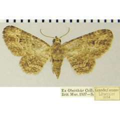/filer/webapps/moths/media/images/L/leighi_Chloroclystis_AF_ZSMa.jpg