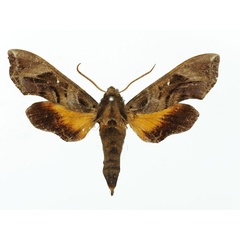 /filer/webapps/moths/media/images/L/lasti_Temnoripais_AF_Basquin_01a.jpg
