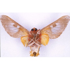 /filer/webapps/moths/media/images/D/damalis_Balacra_ST_CMP_02.jpg
