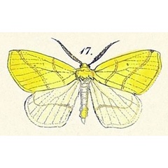 /filer/webapps/moths/media/images/A/algoaria_Euchlaena_HT_Felder_1875_123-17.jpg