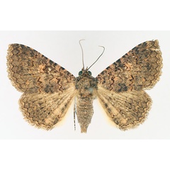 /filer/webapps/moths/media/images/C/cortytoides_Rhabdophera_AF_TMSA_01.jpg