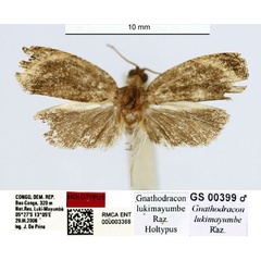 /filer/webapps/moths/media/images/L/lukimayumbe_Gnathodracon_HT_RMCA.jpg