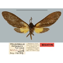 /filer/webapps/moths/media/images/M/matsabory_Maculonaclia_HT_MNHN.jpg