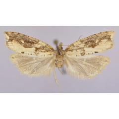 /filer/webapps/moths/media/images/A/anepenthes_Epinotia_PTF_Trematerra.jpg