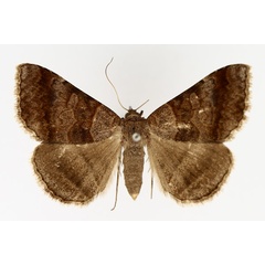 /filer/webapps/moths/media/images/M/mutuaria_Mocis_AF_TMSA_02.jpg
