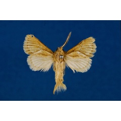 /filer/webapps/moths/media/images/L/lumbuaensis_Mountelgonia_HT_Lehmann.jpg