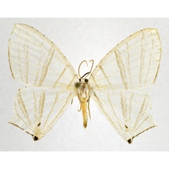 /filer/webapps/moths/media/images/E/erycinaria_Dissoprumna_AM_NHMO.jpg