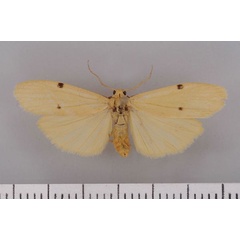 /filer/webapps/moths/media/images/C/costimacula_Architosia_AM_Kruger31.jpg