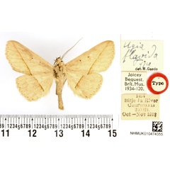 /filer/webapps/moths/media/images/F/flavida_Ugia_HT_BMNH.jpg