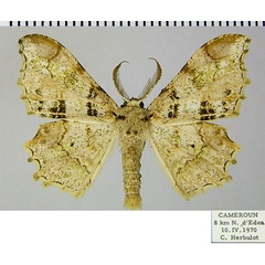 /filer/webapps/moths/media/images/A/ansorgei_Dasymacaria_AM_ZSMa.jpg