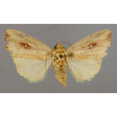 /filer/webapps/moths/media/images/A/albimacula_Leucania_A_RMCA_01.jpg