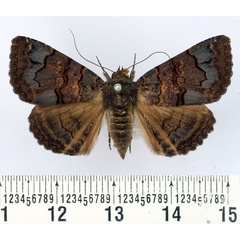 /filer/webapps/moths/media/images/G/globulipes_Lophotavia_AF_BMNH.jpg