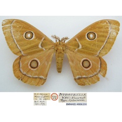 /filer/webapps/moths/media/images/V/vau_Nudaurelia_HT_NHMUKa.jpg