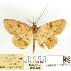 /filer/webapps/moths/media/images/R/rufipennis_Tatorinia_AM_BMNH.jpg