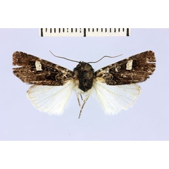 /filer/webapps/moths/media/images/P/pauliani_Brithysana_AF_MNHN.jpg