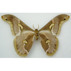 /filer/webapps/moths/media/images/C/conjuncta_Drepanoptera_HT_NHMUKb.jpg