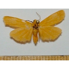 /filer/webapps/moths/media/images/C/cinerella_Plusiola_A_Mateke_02.jpg
