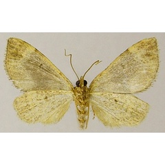 /filer/webapps/moths/media/images/Z/zukwalensis_Piercia_AM_ZSMb.jpg