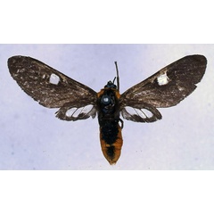 /filer/webapps/moths/media/images/C/connexa_Anapisa_HT_BMNH_01.jpg
