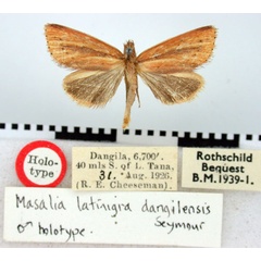 /filer/webapps/moths/media/images/D/dangilensis_Timora_HT_BMNH.jpg