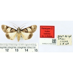 /filer/webapps/moths/media/images/K/kathrina_Audea_PT_BMNH.jpg