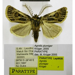 /filer/webapps/moths/media/images/P/plumiger_Agrotis_PT_TMSA.jpg