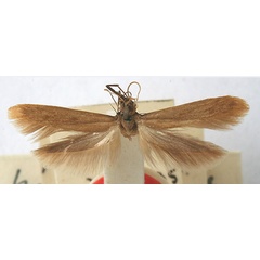 /filer/webapps/moths/media/images/P/praematura_Scythris_HT_BMNH.jpg