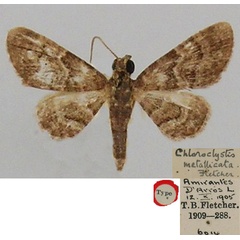 /filer/webapps/moths/media/images/M/metallicata_Chloroclystis_HT_BMNH.jpg