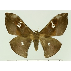 /filer/webapps/moths/media/images/M/modestum_Orthogonioptilum_AF_Basquin.jpg